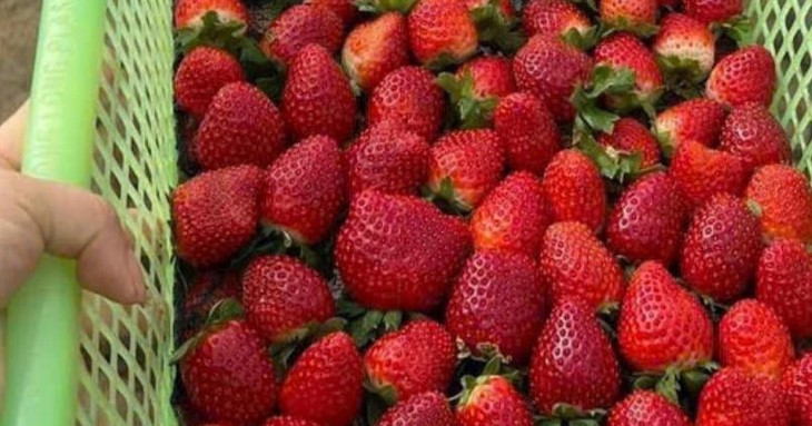 Loại quả đặc sản Sơn La dân hái không kịp bán, ở Hà Nội đắt nhất giá 1 triệu/kg- Ảnh 1. Loại quả đặc sản Sơn La dân hái không kịp bán, ở Hà Nội đắt nhất giá 1 triệu/kg- Ảnh 1.