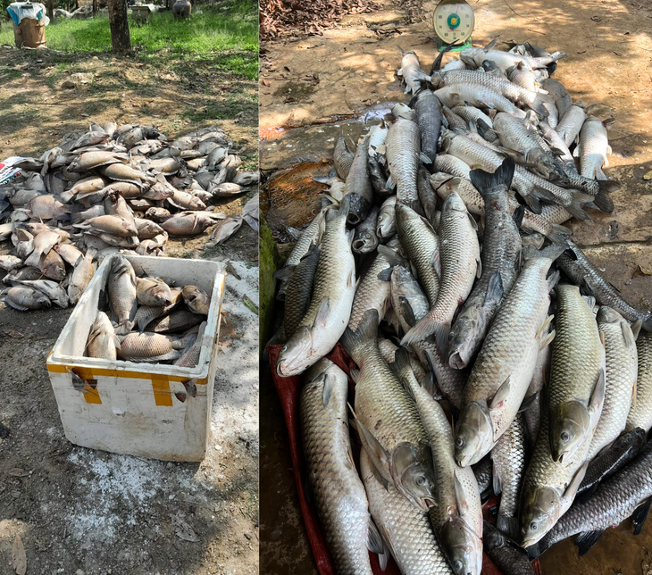 Thông tin mới nhất vụ cá chết hàng loạt tại Sơn La- Ảnh 2.
