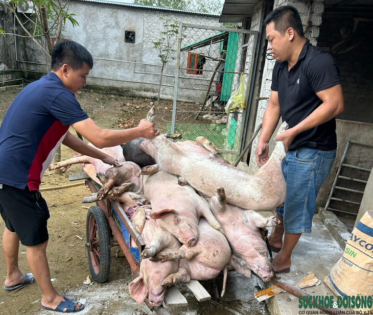 Vì sao người dân không nên 'quay lưng' với thịt lợn?- Ảnh 3.