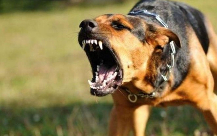 Bị chó cắn, bệnh nhi 4 tuổi nhập viện do đứt lệ quản