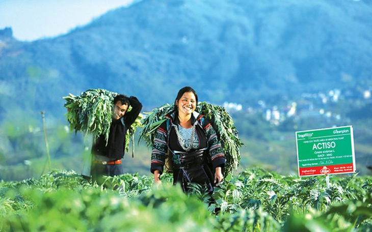Trồng dược liệu quý mang đến cơ hội làm giàu cho đồng bào dân tộc thiểu số Lào Cai