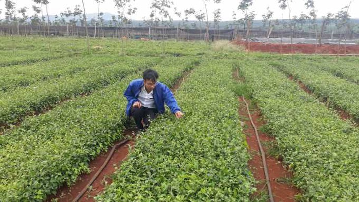 Cây dược liệu ở Gia Lai góp phần quan trọng chăm sóc sức khỏe nhân dân và phát triển kinh tế, xã hội - Ảnh 1. Cây dược liệu ở Gia Lai góp phần quan trọng chăm sóc sức khỏe nhân dân và phát triển kinh tế, xã hội - Ảnh 1.