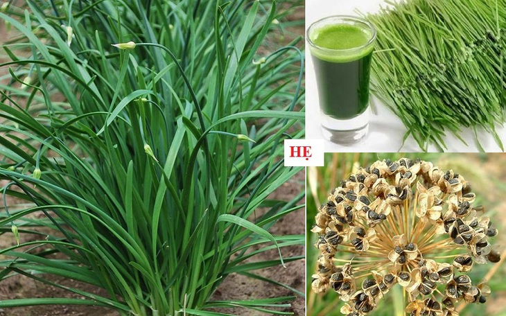 Cây rau hẹ chữa bệnh gì?