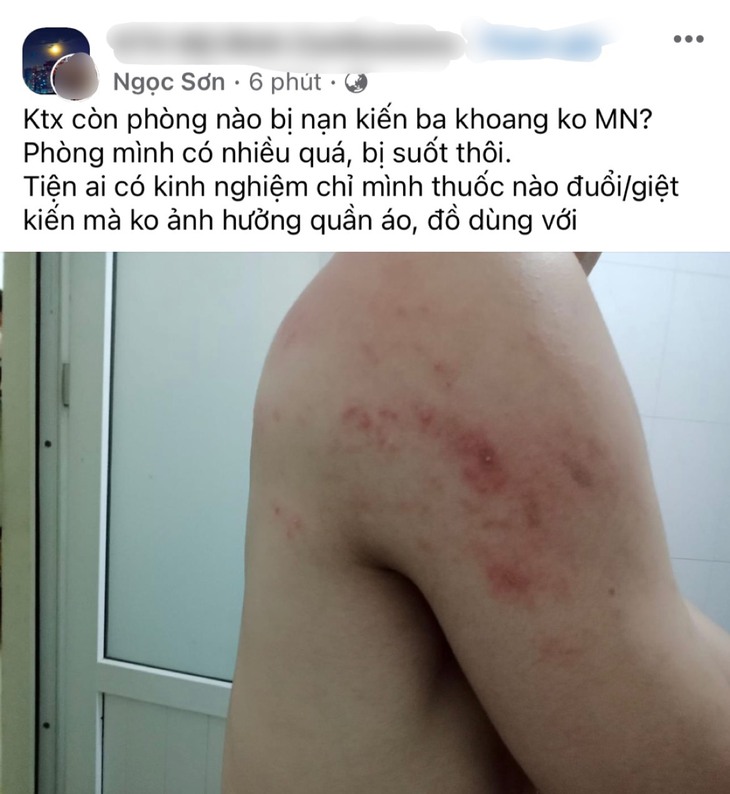 Người dân Hà Nội kêu trời bởi nạn kiến ba khoang hoành hành - Ảnh 1.