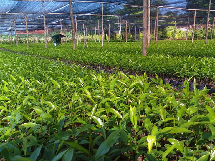 Phát triển mô hình trồng và chế biến dược liệu theo hướng sản xuất hàng hoá ở Vĩnh Phúc - Ảnh 1.