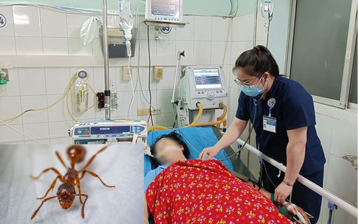 Kiến đốt khiến một phụ nữ sốc phản vệ nguy kịch