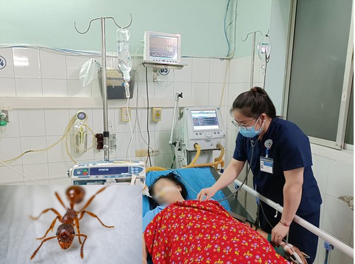 Đang đi làm, bị kiến xoan đốt phải nhập viện trong tình trạng nguy kịch - Ảnh 4.
