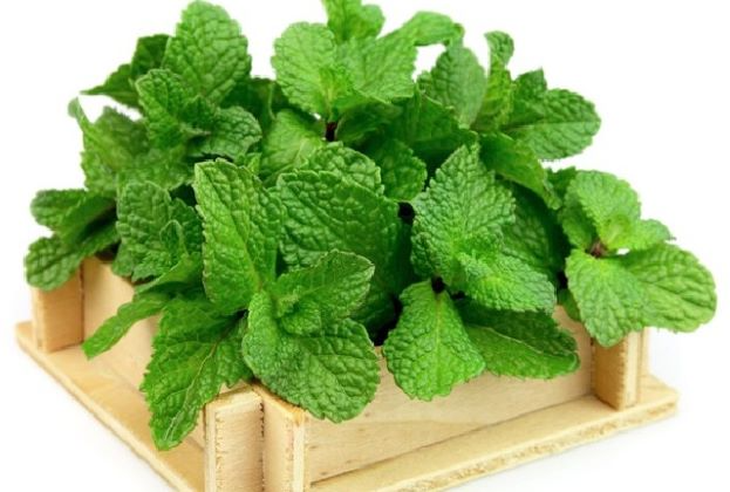 6 vị thuốc tự nhiên chữa cảm cúm- Ảnh 1.