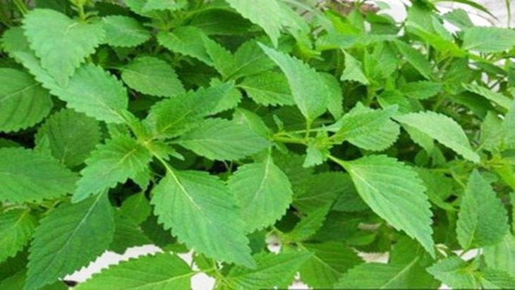 6 vị thuốc tự nhiên chữa cảm cúm- Ảnh 4.