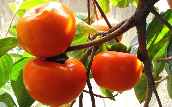 Ăn quả hồng nhung có tác dụng gì? - Ảnh 3.