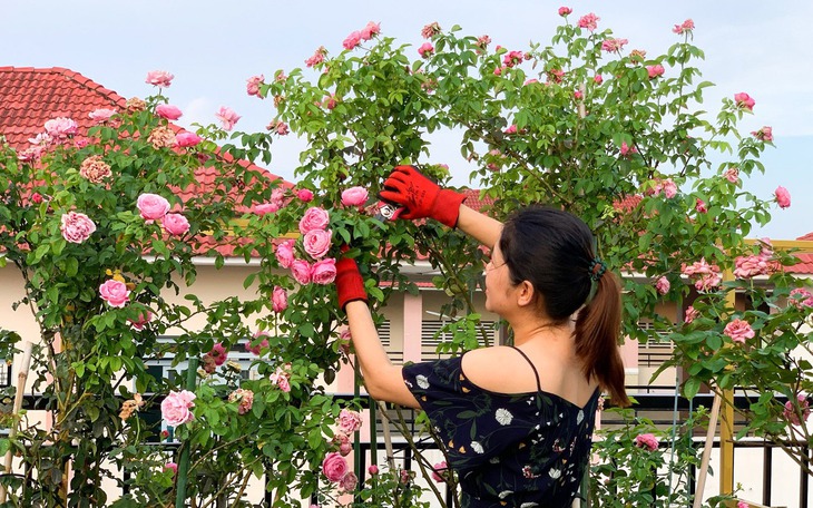 Cách trồng và chăm sóc để hoa hồng nở đẹp đúng Tết Nguyên đán Giáp Thìn 2024