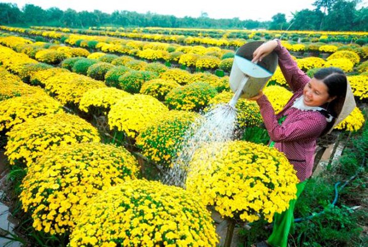 Cách trồng và chăm sóc hoa cúc nở đẹp đúng Tết Nguyên đán Giáp Thìn 2024- Ảnh 1.