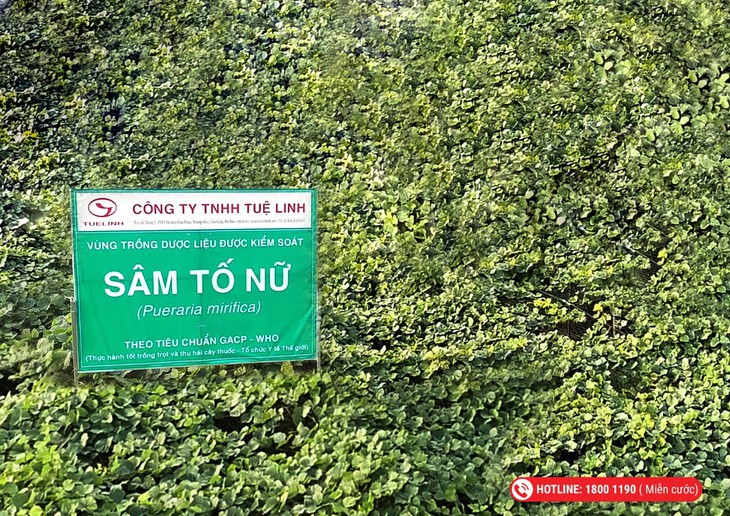 5 dược liệu hỗ trợ tăng cường nội tiết tố, tốt cho phụ nữ- Ảnh 2.
