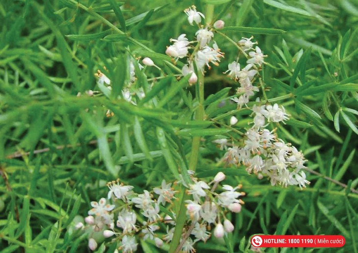 5 dược liệu hỗ trợ tăng cường nội tiết tố, tốt cho phụ nữ- Ảnh 6.