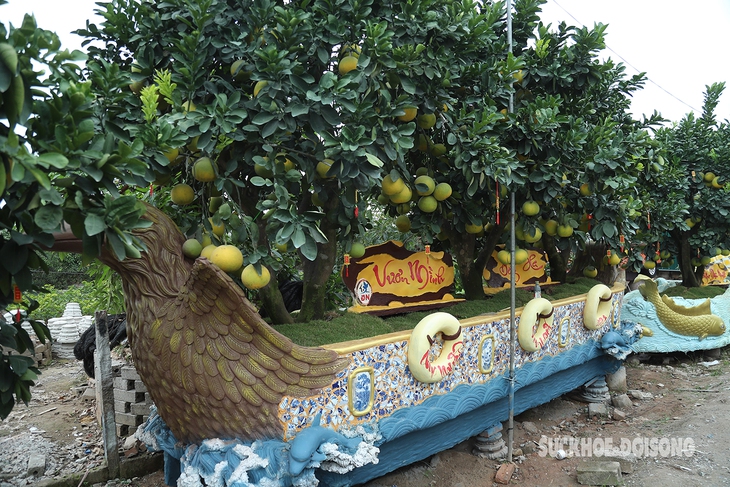 Mục sở thị chậu bưởi giá hàng trăm triệu đồng- Ảnh 1.
