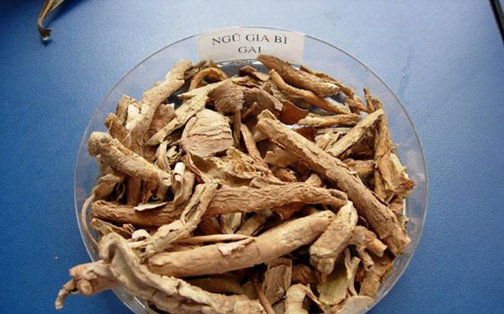 12 bài thuốc có ngũ gia bì chữa đau nhức xương khớp
