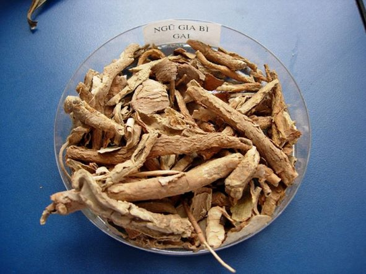 12 bài thuốc có ngũ gia bì chữa đau nhức xương khớp- Ảnh 2.
