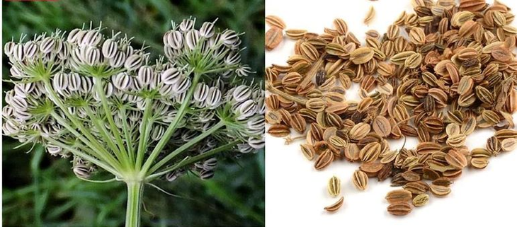 12 bài thuốc có ngũ gia bì chữa đau nhức xương khớp- Ảnh 3.