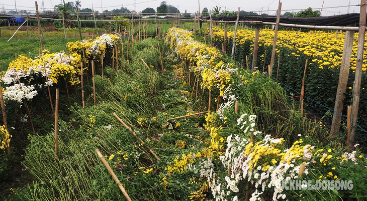 Hoa Tết nở sớm, giá rẻ như cho, nông dân Tây Tựu cay đắng chặt bỏ- Ảnh 1. Hoa Tết nở sớm, giá rẻ như cho, nông dân Tây Tựu cay đắng chặt bỏ- Ảnh 1.