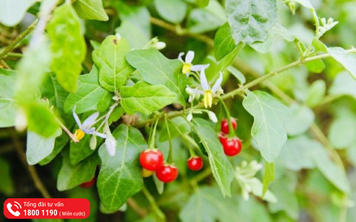 5 dược liệu hỗ trợ giải độc và tăng cường chức năng gan tốt- Ảnh 1.