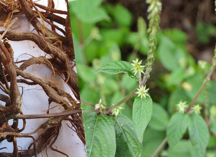 Tác dụng chữa bệnh của cẩu tích- Ảnh 3. Tác dụng chữa bệnh của cẩu tích- Ảnh 3.