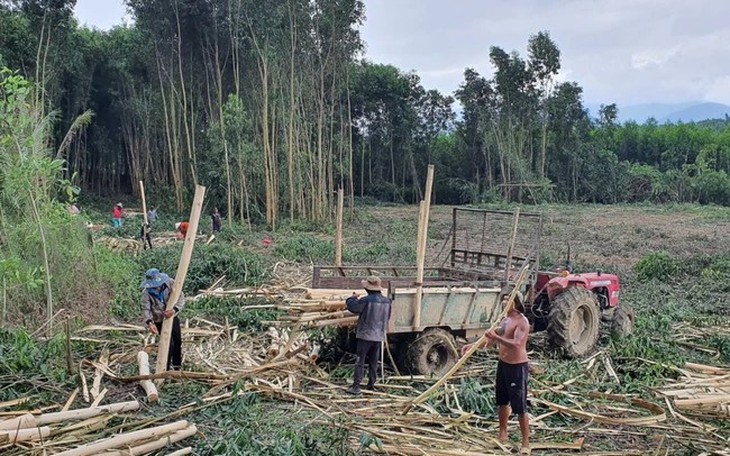 Cảnh giác với sốt rét khi đang vào mùa thu hoạch keo ở Khánh Hòa