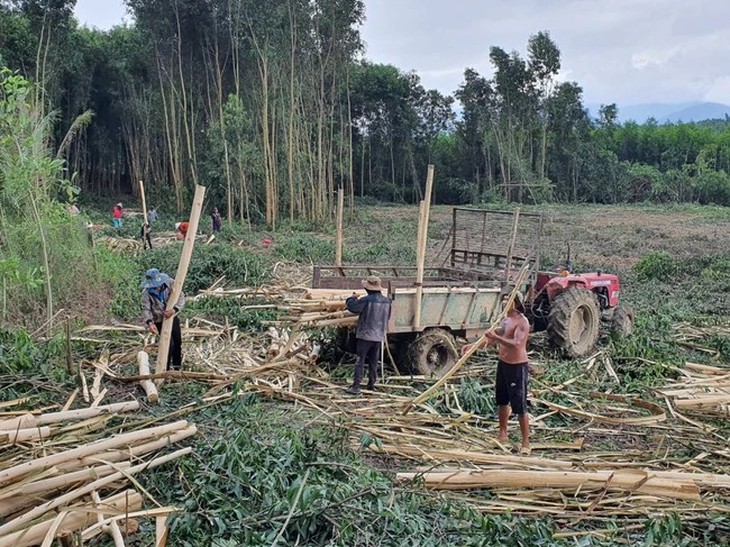 Cảnh giác với sốt rét khi đang vào mùa thu hoạch keo ở Khánh Hòa- Ảnh 2.