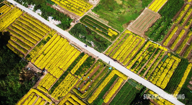 Cúc chi vàng óng gọi Tết cận kề- Ảnh 1.
