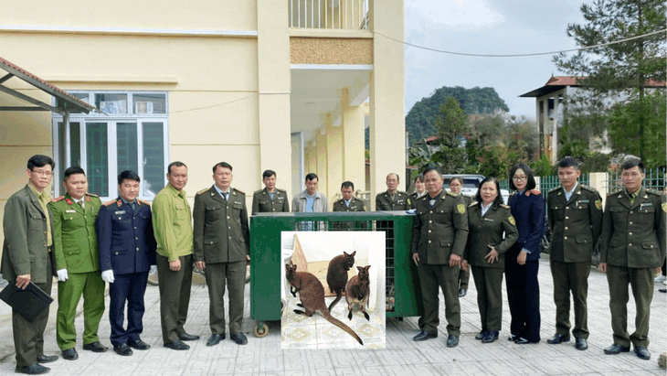 Hai cá thể chuột túi phát hiện tại Cao Bằng đã chết- Ảnh 2.