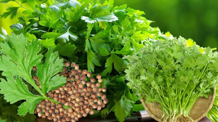 8 lợi ích sức khỏe từ rau mùi- Ảnh 1.