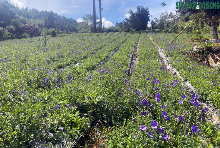 Dấu mốc mới trên chặng được gần 10 năm nỗ lực không ngừng trồng, chăm sóc dược liệu- Ảnh 3. Dấu mốc mới trên chặng được gần 10 năm nỗ lực không ngừng trồng, chăm sóc dược liệu- Ảnh 3.