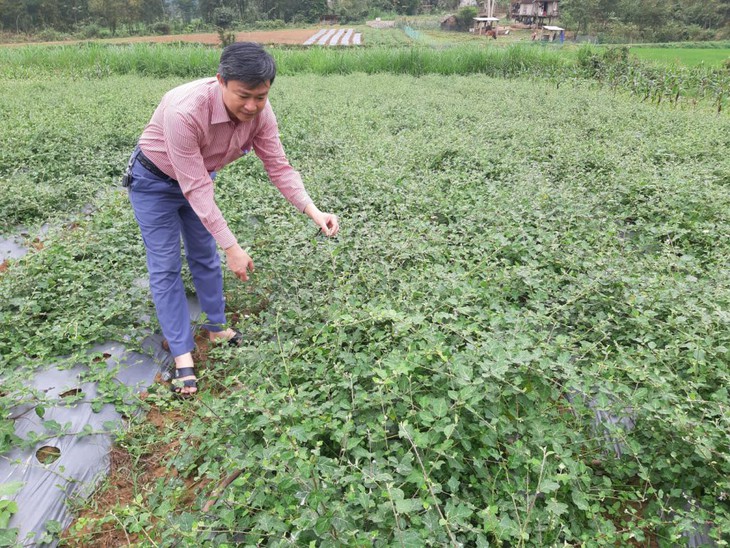 Đồng hành cùng nông dân trồng và phát triển dược liệu giúp xóa đói giảm nghèo, vươn lên làm giàu- Ảnh 2.