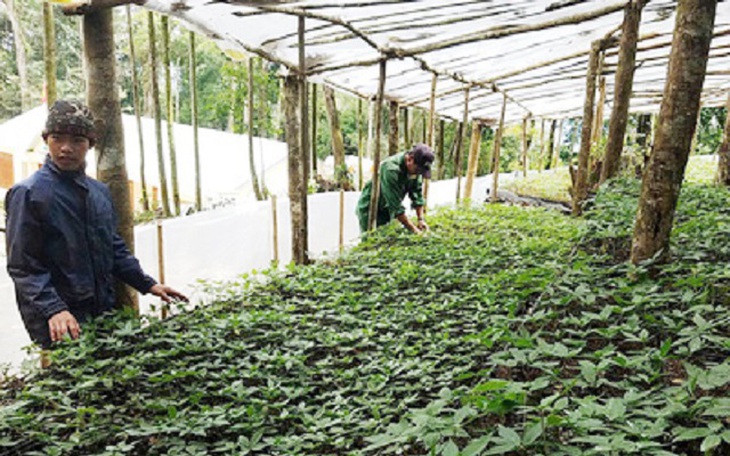 Bảo tồn, nhân giống nguồn gen sâm Ngọc Linh kết hợp tạo kế sinh nhai cho đồng bào Xơ Đăng