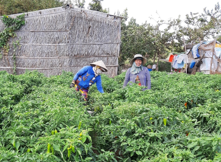 Chính sách tín dụng ưu đãi giúp đồng bào DTTS Trà Vinh vươn lên thoát nghèo- Ảnh 2. Chính sách tín dụng ưu đãi giúp đồng bào DTTS Trà Vinh vươn lên thoát nghèo- Ảnh 2.