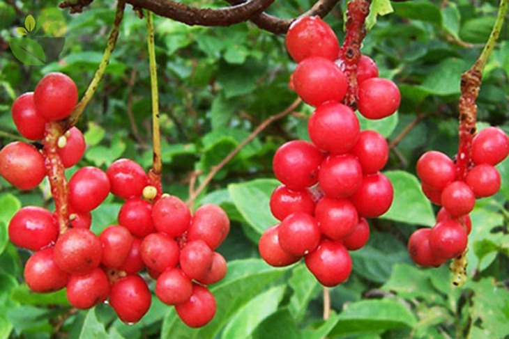 Cách dùng ngũ vị tử tăng cường trí nhớ- Ảnh 1.