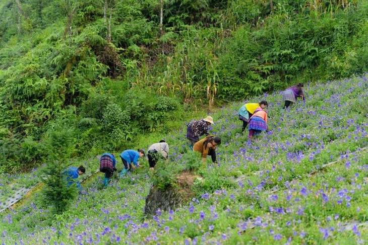 Nam Dược – phát triển vùng trồng chuẩn quốc tế, bảo tồn nguồn gen dược liệu, giúp xóa đói giảm nghèo- Ảnh 2.