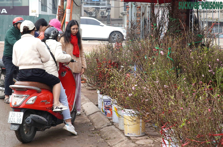 Tranh thủ nghỉ lễ, người Hà Nội mua đào nở sớm thưởng thức không khí Tết - Ảnh 6.