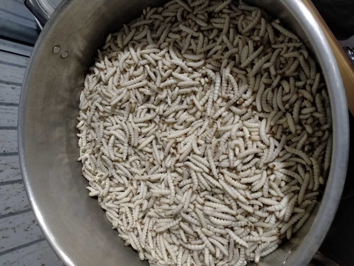 Mùa săn sâu đặc sản ở miền Tây xứ Nghệ- Ảnh 6.