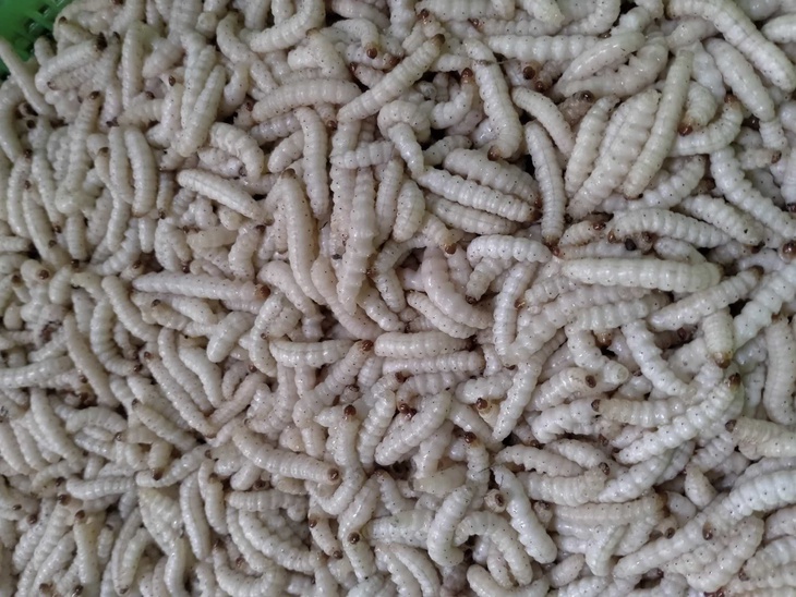 Mùa săn sâu đặc sản ở miền Tây xứ Nghệ- Ảnh 5.