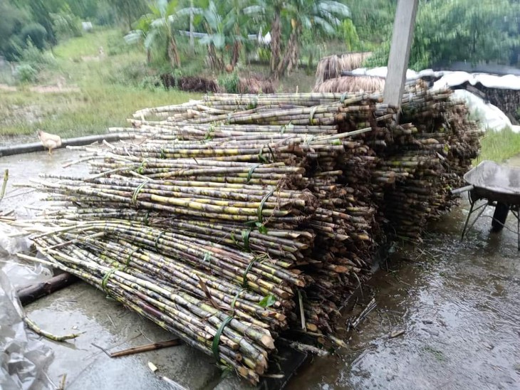 'Thủ phủ' mật mía tất bật vào vụ Tết- Ảnh 2.