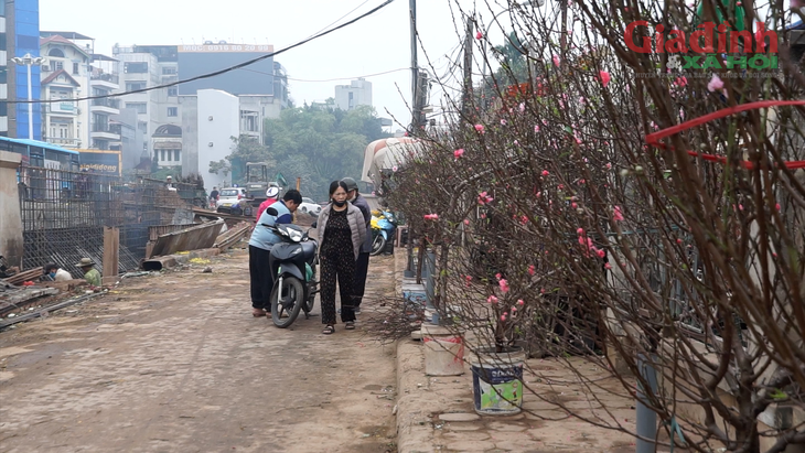 Hà Nội: Hoa đào đắt đỏ, gia đình khá giả chọn mua online chơi Tết Dương lịch, xe ôm kiếm bộn tiền- Ảnh 1. Hà Nội: Hoa đào đắt đỏ, gia đình khá giả chọn mua online chơi Tết Dương lịch, xe ôm kiếm bộn tiền- Ảnh 1.