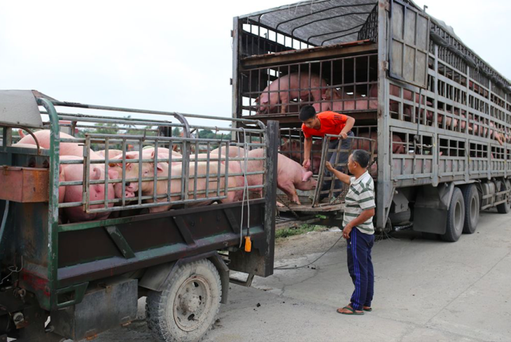 Hà Nội: Ngăn dịch tả châu Phi để đảm bảo an toàn nguồn cung thịt lợn dịp Tết Nguyên đán- Ảnh 2. Hà Nội: Ngăn dịch tả châu Phi để đảm bảo an toàn nguồn cung thịt lợn dịp Tết Nguyên đán- Ảnh 2.