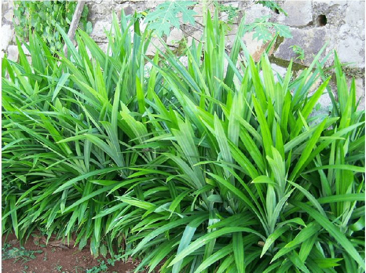 Tác dụng chữa bệnh của lá dứa- Ảnh 1.