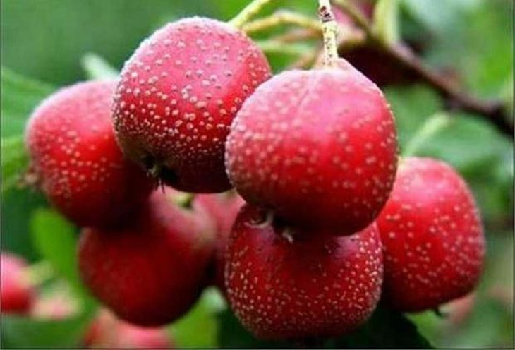 3 món ăn bài thuốc hạ mỡ máu dễ thực hiện tại nhà- Ảnh 1.