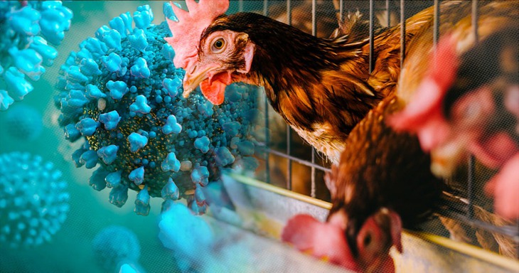 Bệnh cúm A/H5N1 trên gia cầm lây sang người như thế nào?- Ảnh 1.