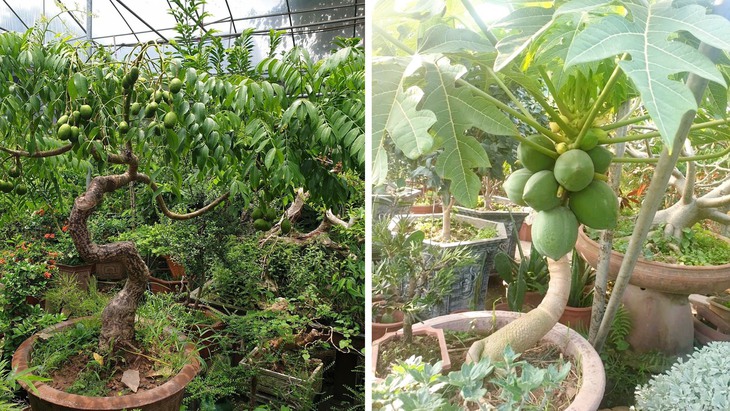 Nhà vườn tất bật chuẩn bị hoa và cây cảnh cho thị trường ngày Tết- Ảnh 2.