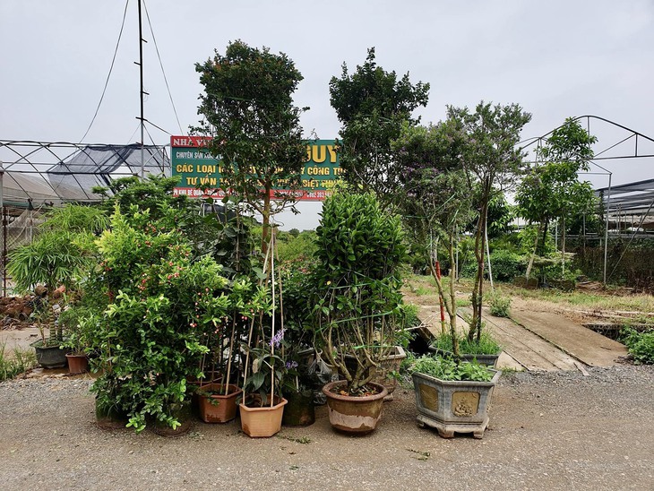 Nhà vườn tất bật chuẩn bị hoa và cây cảnh cho thị trường ngày Tết- Ảnh 1.