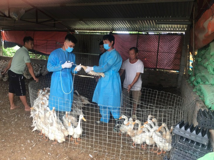 Gia súc, gia cầm nhập lậu dịp cuối năm tăng dễ gây nguy cơ dịch bệnh, mất an toàn vệ sinh thực phẩm- Ảnh 1.