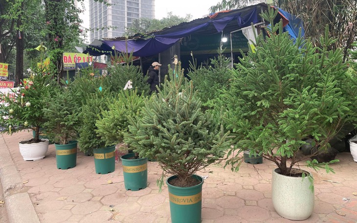 Thông tươi đắt khách dịp Noel 2023
