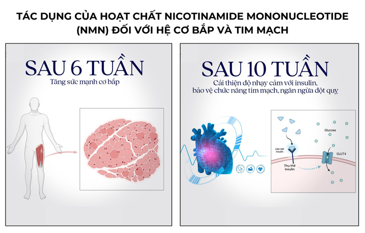 Bổ sung NMN giúp hỗ trợ chống lão hóa người tuổi trung niên- Ảnh 2. Bổ sung NMN giúp hỗ trợ chống lão hóa người tuổi trung niên- Ảnh 2.
